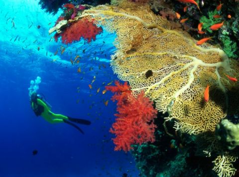 Кораллы Красного моря от Софи Тур